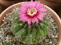 Gymnocalycium oenanthemum carminanthum ©JLcoll.1886.jpg